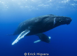 While this momma humpback and her calf while remained mot... by Erick Higuera 